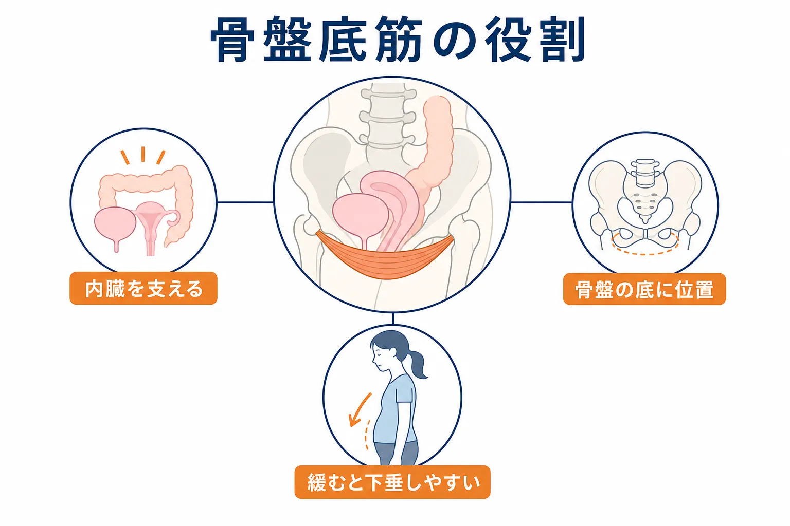 骨盤底筋が骨盤の底で内臓を支える様子を示した図